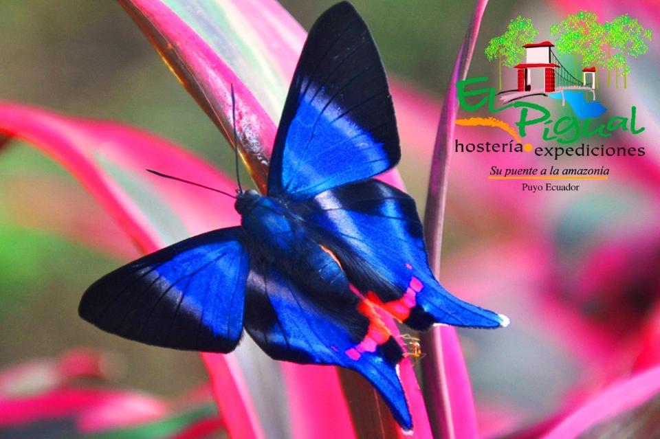 Hosteria Finca El Pigual Puyo Exterior foto